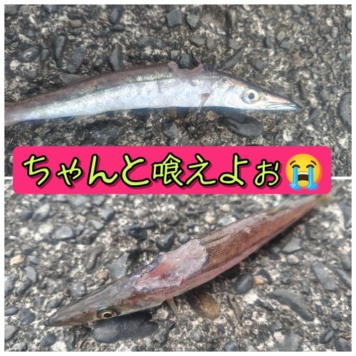 カマスの釣果