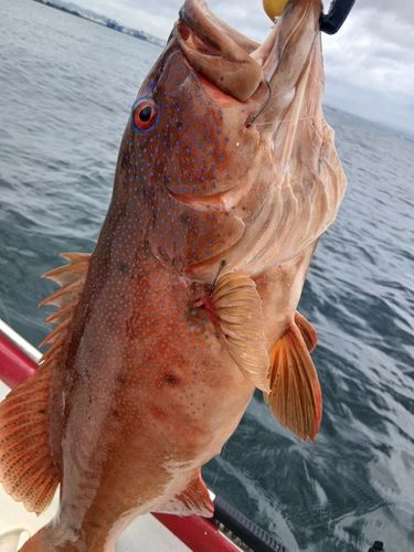 スジアラの釣果