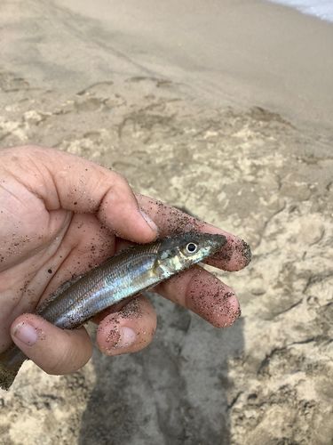 シロギスの釣果