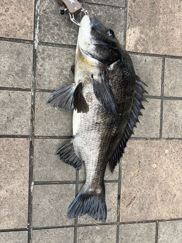 クロダイの釣果