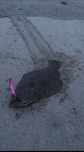 ヒラメの釣果