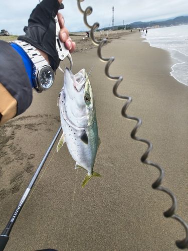 ブリの釣果