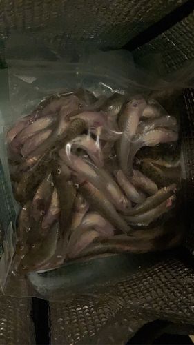 ハゼの釣果