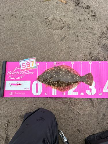 ヒラメの釣果