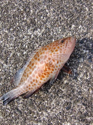 オオモンハタの釣果