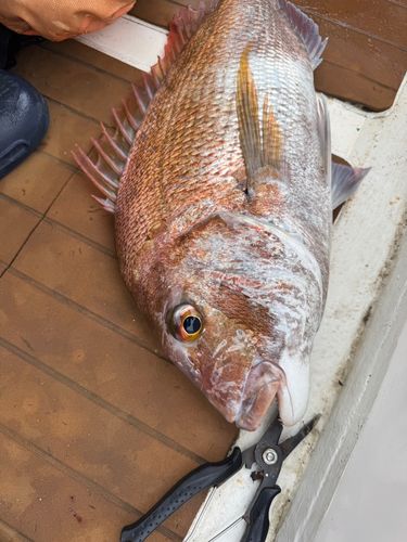 マダイの釣果