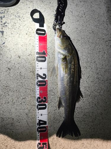 スズキの釣果
