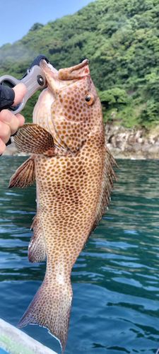 オオモンハタの釣果