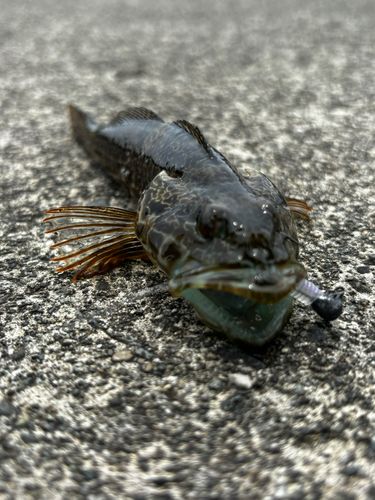 アナハゼの釣果