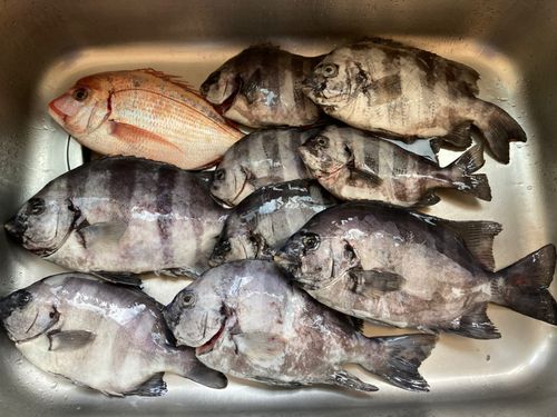 サンバソウの釣果