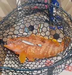 キジハタの釣果