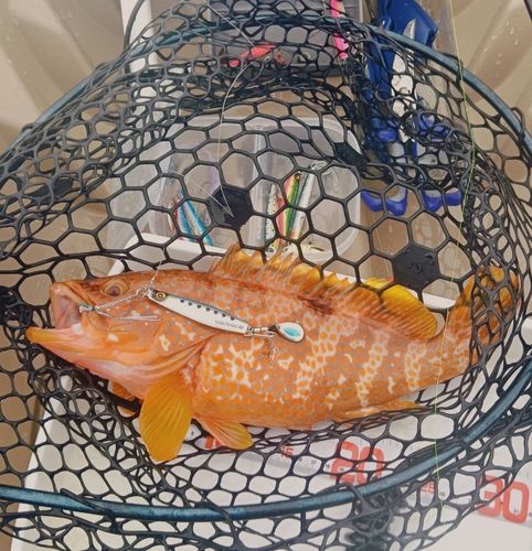 キジハタの釣果