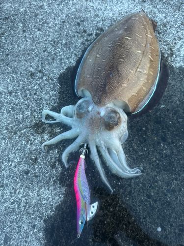 コウイカの釣果