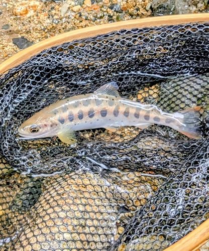 アマゴの釣果