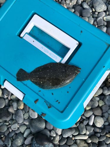 ソゲの釣果
