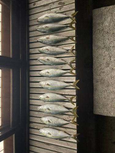 イナダの釣果