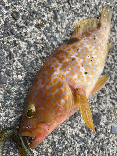 アコウの釣果