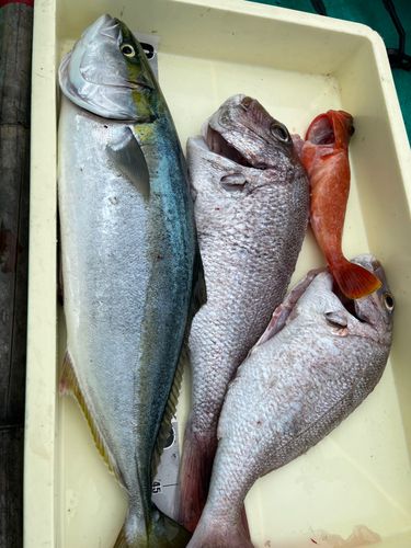 マダイの釣果