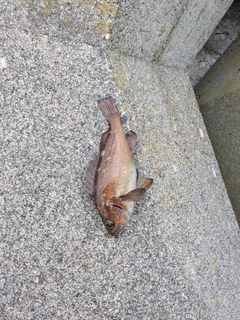 エゾメバルの釣果