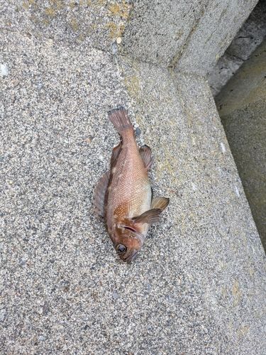 エゾメバルの釣果