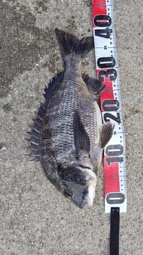 チヌの釣果