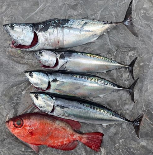 ヒラソウダの釣果