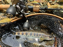 ヤマメの釣果
