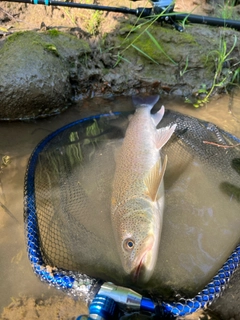 イトウの釣果