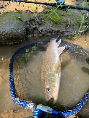 イトウの釣果