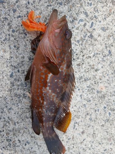 キジハタの釣果
