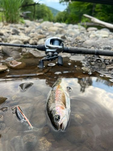 ニジマスの釣果