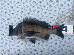 チヌの釣果