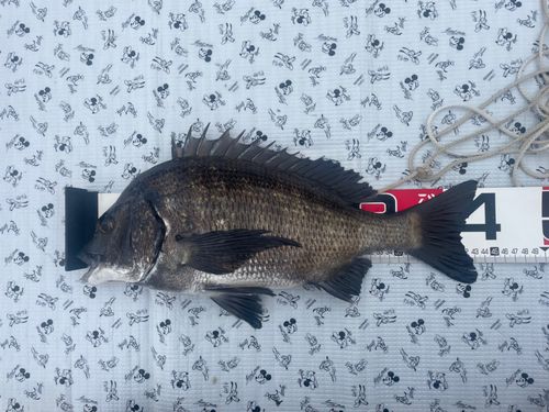 チヌの釣果