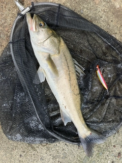 タイリクスズキの釣果