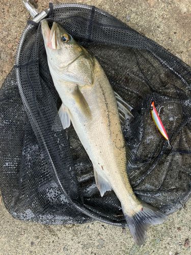 タイリクスズキの釣果