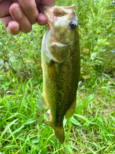 ラージマウスバスの釣果