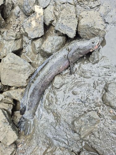 ライギョの釣果