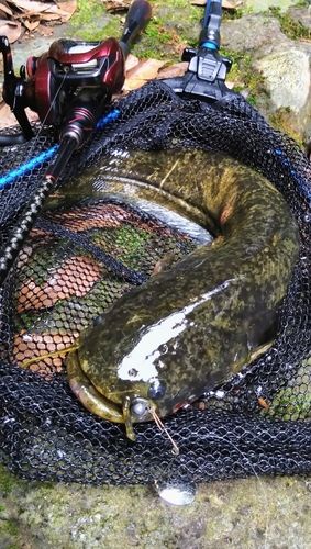 ナマズの釣果