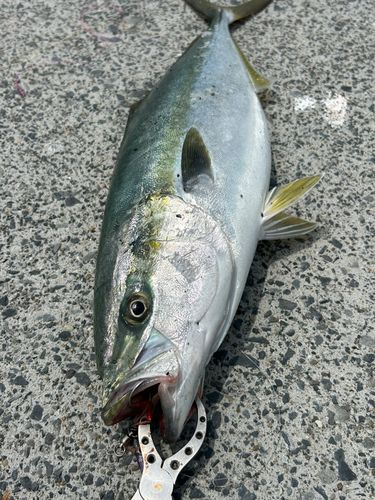 ワラサの釣果