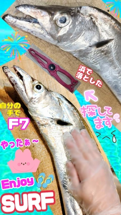 タチウオの釣果