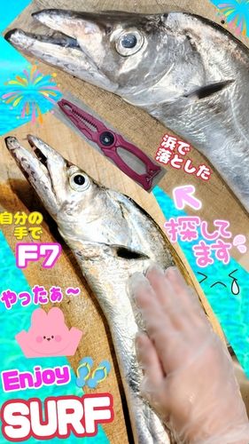 タチウオの釣果