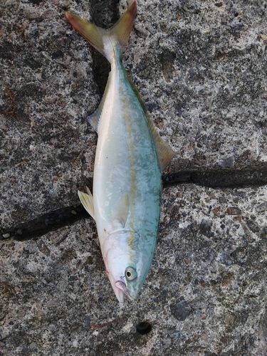 ワカシの釣果