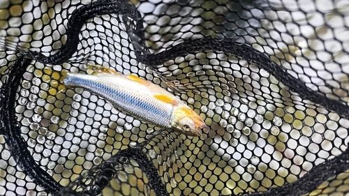 カワムツの釣果