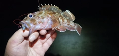 ガシラの釣果