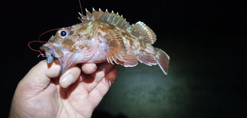 ガシラの釣果