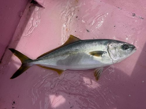 イナダの釣果