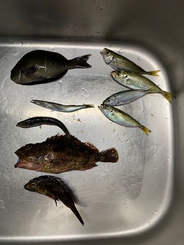 アジの釣果