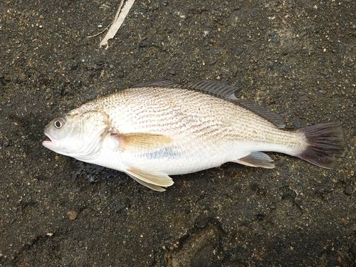 イシモチの釣果