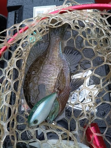 ブルーギルの釣果