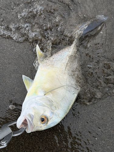 メッキの釣果